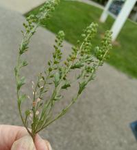 Lepidium oblongum image